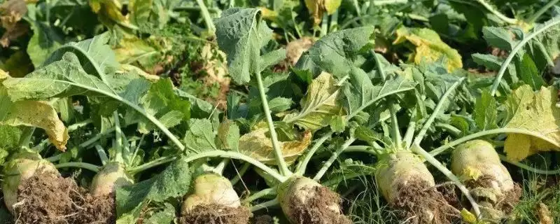 大头菜一般可在7-10月份陆续播种(大头菜播种时间有何规律与好处)?-会东网