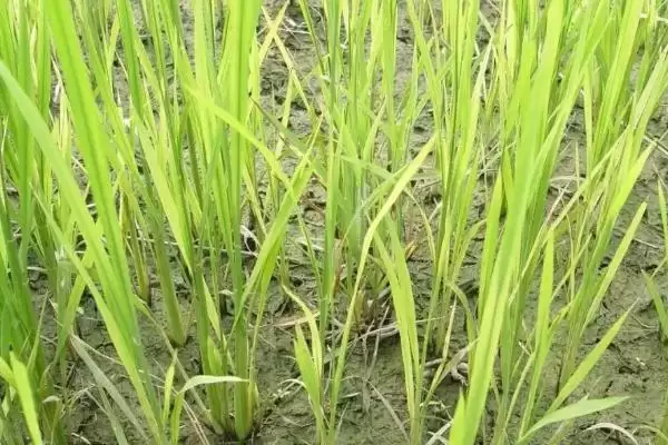 图片[3]-川优2189水稻品种插植密度20厘米×20厘米(川优2189水稻品种插植密度有何要点)？-会东网