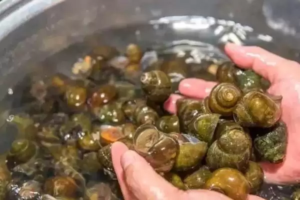 图片[2]-田螺食物介绍(田螺一般以水生植物等为食)？-会东网