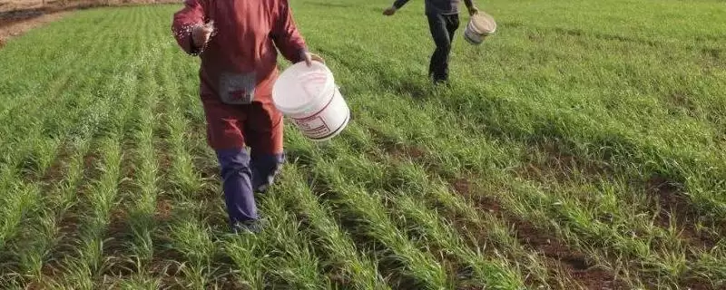 春季小麦水肥注意相关要点(春季小麦如何注意水肥,低产麦田可追施单一氮肥)?-会东网