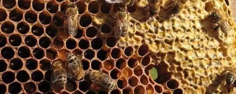 中蜂巢虫病防治方法及淘汰旧脾要点(怎么防治中蜂巢虫病及淘汰旧脾要点)?-会东网