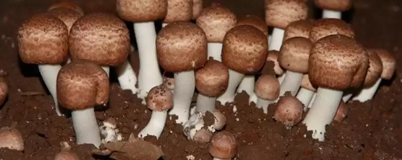 姬松茸只在夏秋两季生长的生长习性(姬松茸只在夏秋两季生长的习性)?-会东网