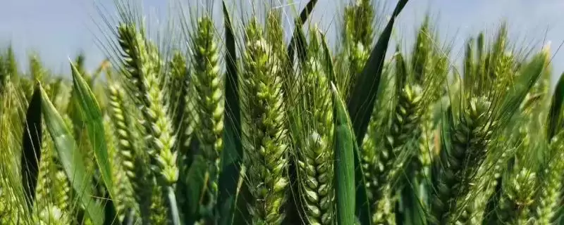 陕禾1028小麦品种播期介绍(陕禾1028适宜播期10月上中旬)?-会东网