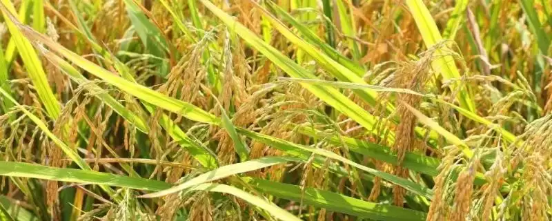 福龙两优6387水稻种子插植密度20厘米×20厘米(福龙两优6387水稻种子插植密度20×20厘米有何要点)?-会东网