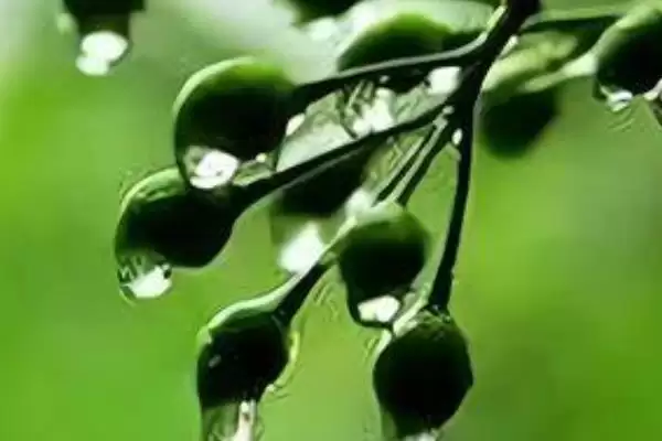 图片[4]-梅子黄时季节介绍(梅子黄时季节因地理位置不同而不同)？-会东网
