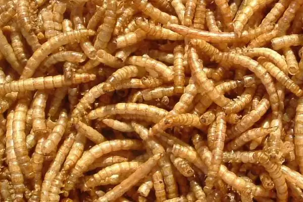 图片[4]-蛋白虫变成甲壳虫的饲养方法(蛋白虫变成甲壳虫怎么饲养，需配备网筛供成虫产卵使用)？-会东网