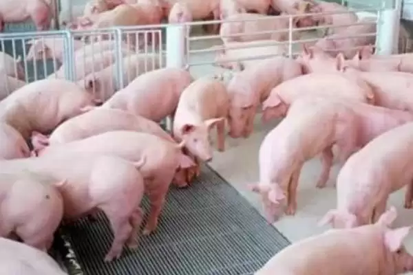 图片[4]-养猪喂食促进生长方法及饲料搭配(养猪喂什么食长得快及饲料搭配)？-会东网