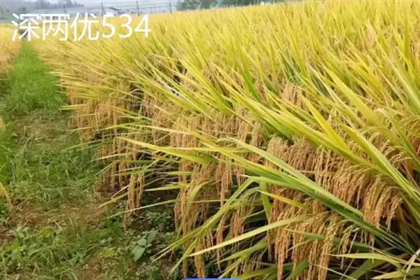 图片[7]-杂交水稻和普通水稻区别及分析(杂交水稻和普通水稻有啥区别及分析)？-会东网