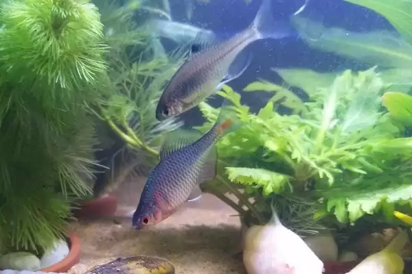 图片[2]-鳑鲏鱼垂钓水层选择(鳑鲏鱼在水域浅层活动多通常离底钓)？-会东网