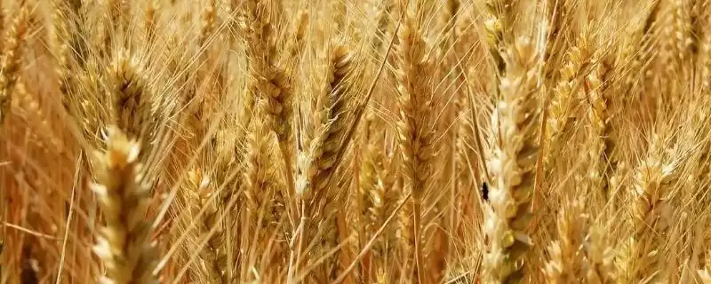 西农833小麦种子简介与半冬性品种优势(西农833小麦种子咋样及品种优势)?-会东网