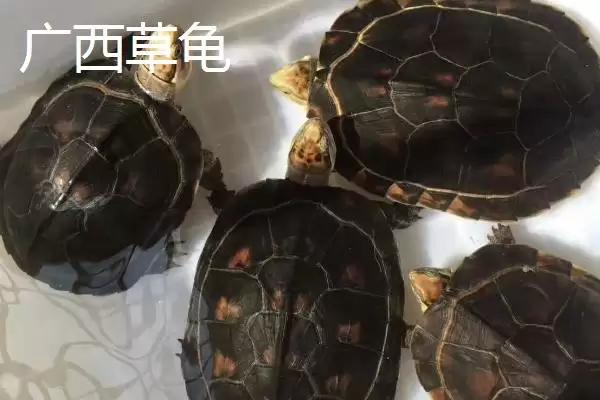 图片[4]-中华草龟分布省份及地区差异情况(中华草龟分布省份及地区差异情况)？-会东网