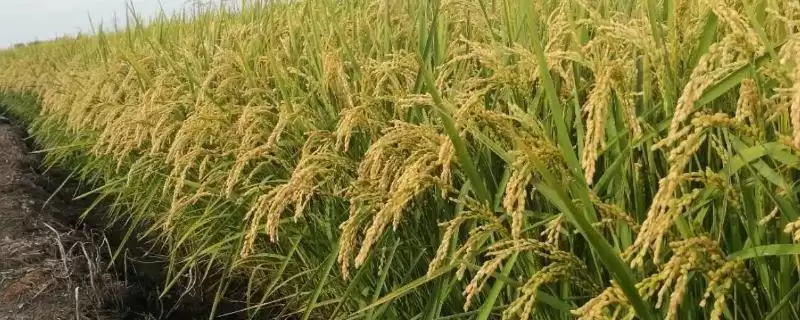 水稻品种选择要点介绍(选择水稻品种首先考虑生育期是否合适)？-会东网