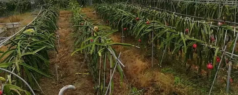 火龙果花期合理疏花及人工授粉要点(火龙果花期合理疏花和人工授粉要点)?-会东网