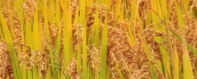金香优丝苗水稻种子特征特性、全生育期(金香优丝苗水稻种子特征特性，全生育期134天)？-会东网