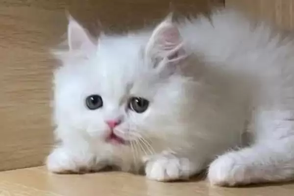 图片[4]-猫应激反应介绍(猫应激反应指对外界刺激的异常生理心理反应)？-会东网