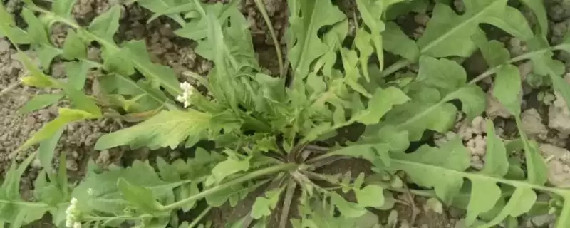 荠菜的生长环境相关情况(荠菜的生长环境，常见于麦田、小沟、稻田等地方)？-会东网