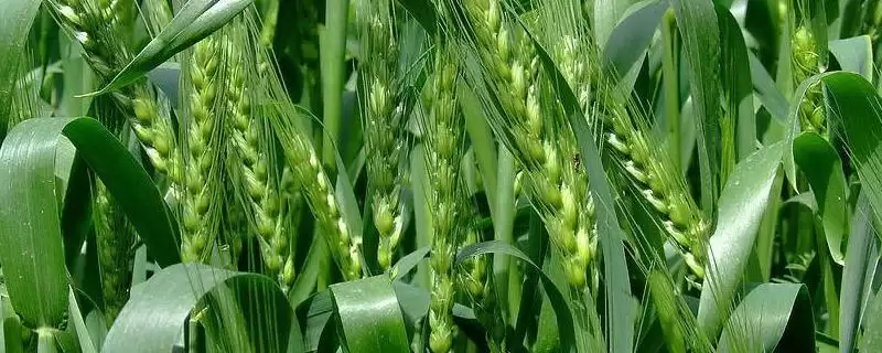 克春21号小麦种子特点、熟期对比(克春21号小麦种子特点,与对照品种垦九10号熟期相当)?-会东网