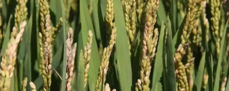 荷优丝苗水稻品种情况、所属类型(荷优丝苗水稻品种简介，籼型三系杂交水稻品种)？-会东网
