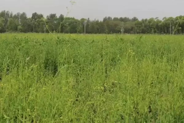 图片[4]-柴胡选择在沙壤土种植为佳(柴胡种植选择沙壤土有何优势)？-会东网