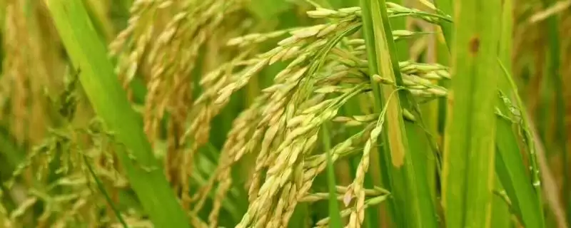 华荃优187水稻种子全生育期145.7天详情(华荃优187水稻种子145.7天生育期详情)？-会东网