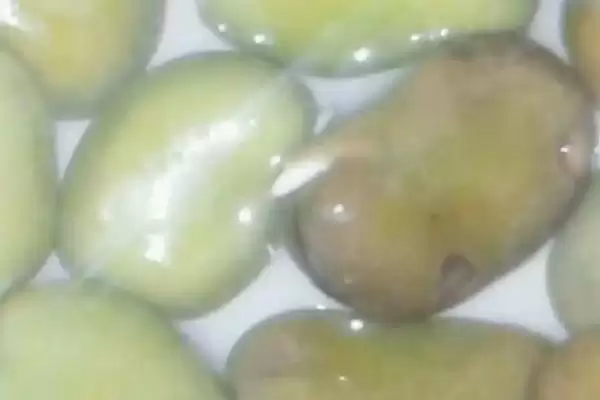 图片[4]-蚕豆种子萌发由子叶提供养分(蚕豆种子萌发养分来源有何作用)？-会东网