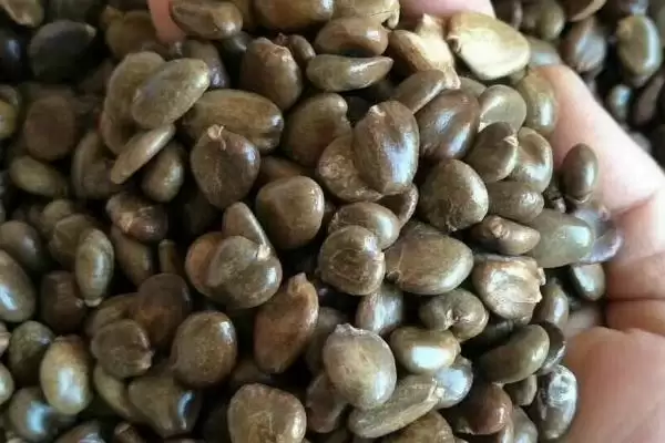 图片[2]-黑老虎种子主要有紫红1号与虎绿1号品种详情(黑老虎种子紫红1号与虎绿1号品种详情)？-会东网