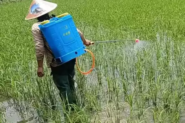 图片[4]-炔草酯防治对象介绍(炔草酯主要防治小麦田禾本科杂草)？-会东网
