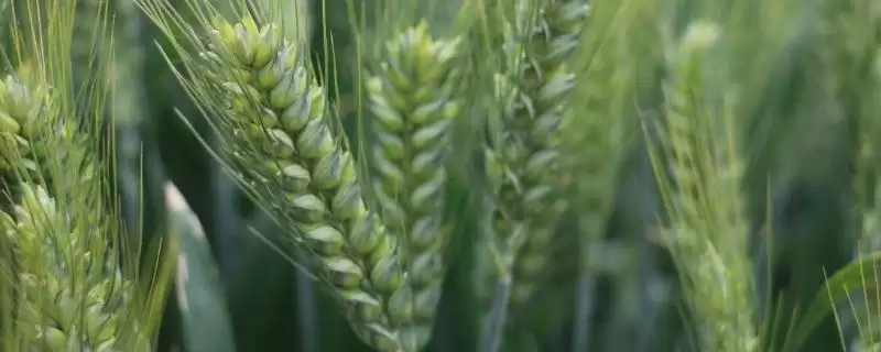 中迪麦607小麦品种特性与适宜基本苗数(中迪麦607小麦品种特性及适宜基本苗数)？-会东网