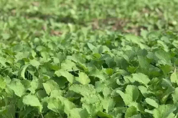 图片[2]-油菜苗期病虫草害防治方法及措施(油菜苗期病虫草害咋防治及措施)？-会东网