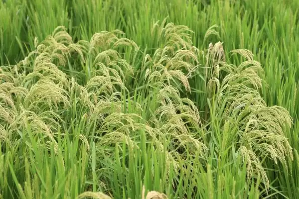 图片[4]-嘉优中科1号水稻品种直播稻6月上旬播种要点(嘉优中科1号水稻品种直播稻播种要点)？-会东网
