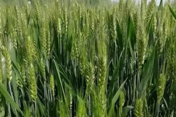 图片[2]-靖麦19号小麦品种情况、生育期(靖麦19号小麦品种简介，生育期164天)？-会东网