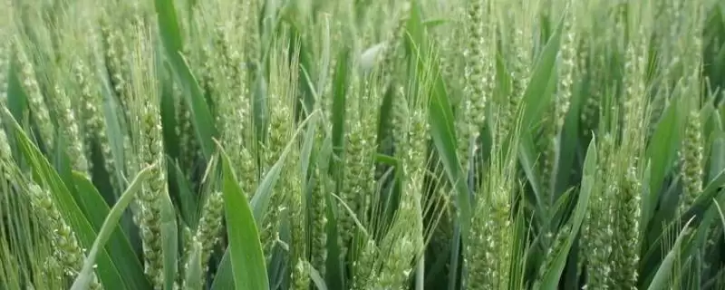 天泽麦2016小麦品种属性(天泽麦2016属半冬性中熟品种)?-会东网