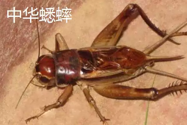 图片[2]-蟋蟀常见品种介绍及中华等品种特点(蟋蟀常见品种及中华等品种特点)？-会东网
