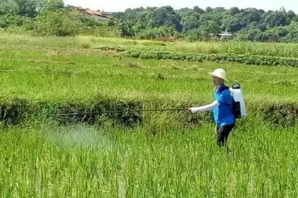图片[2]-吡唑醚菌酯可防水稻哪些病害对纹枯病防效如何(吡唑醚菌酯防治水稻病害及纹枯病防效)？-会东网