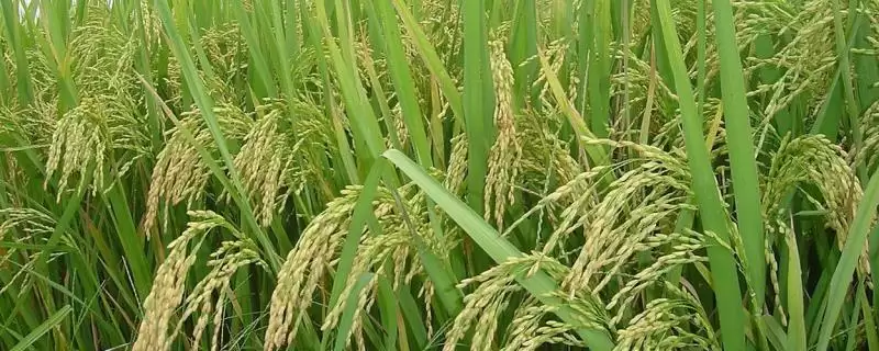 丰优825水稻品种该品种基部叶鞘绿色(丰优825水稻品种基部叶鞘绿色有何特点)？-会东网