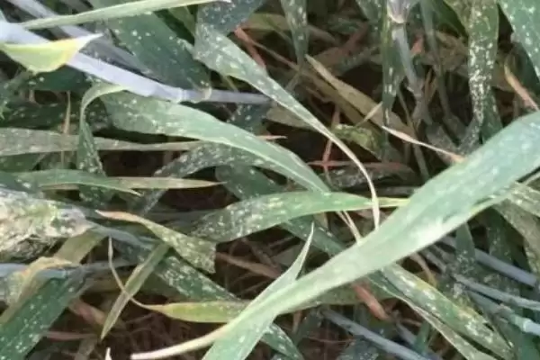 图片[2]-小麦赤霉病症状及病部粉红色霉层表现(小麦赤霉病症状及霉层表现)？-会东网