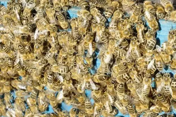 图片[4]-中蜂巢虫病防治方法及淘汰旧脾要点(怎么防治中蜂巢虫病及淘汰旧脾要点)？-会东网