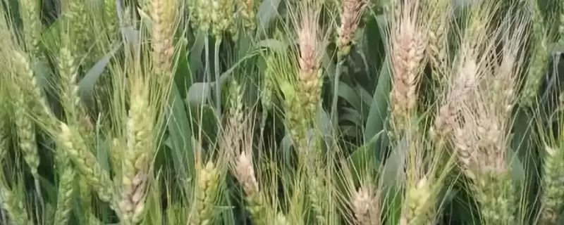鄂麦012小麦种子特点、小穗着生密度(鄂麦012小麦种子特点，小穗着生密度中等)？-会东网