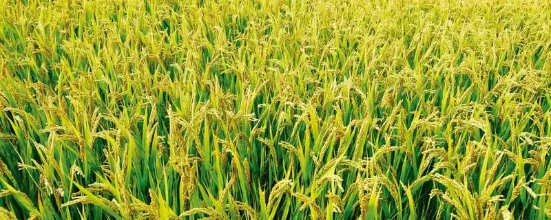 华优钰禾水稻种子3月下旬至4月上旬播种要点(华优钰禾水稻种子3月下旬至4月上旬播种要点)？-会东网