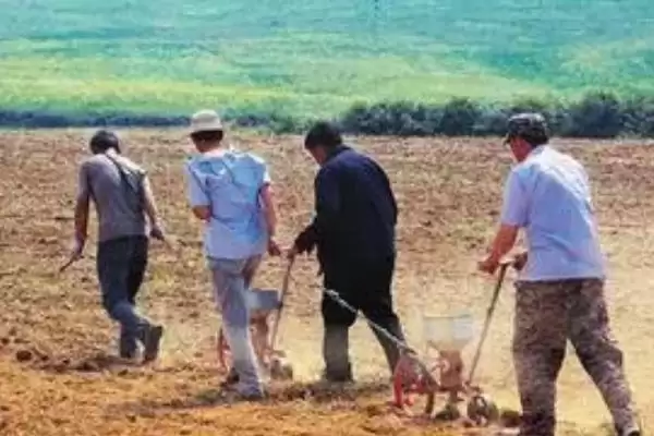 图片[5]-黑老虎种子主要有紫红1号与虎绿1号品种详情(黑老虎种子紫红1号与虎绿1号品种详情)？-会东网