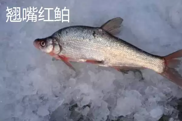 图片[4]-翘嘴红鲌简介(翘嘴红鲌是中上层大型淡水经济鱼类)？-会东网