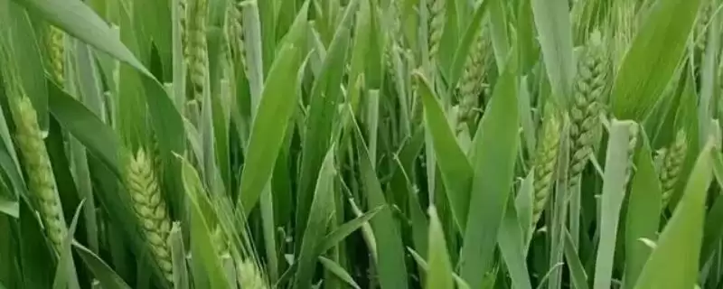 漯麦906小麦品种属性(漯麦906半冬性品种)？-会东网