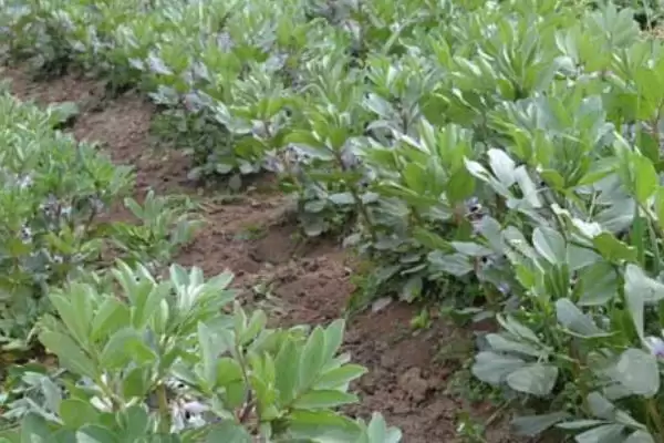 图片[2]-蚕豆播种后需及时灌溉(蚕豆种植灌溉有何重要性)？-会东网