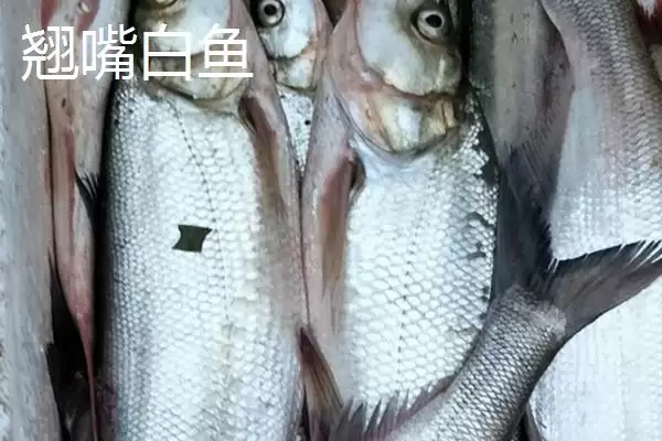 图片[5]-翘嘴红鲌简介(翘嘴红鲌是中上层大型淡水经济鱼类)？-会东网
