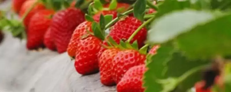 草莓品种介绍及各品种独特优点(草莓品种有哪些及各自独特优点)?-会东网