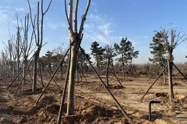 图片[2]-冬至后可以移栽树木(冬至后移栽树木有何注意事项)？-会东网