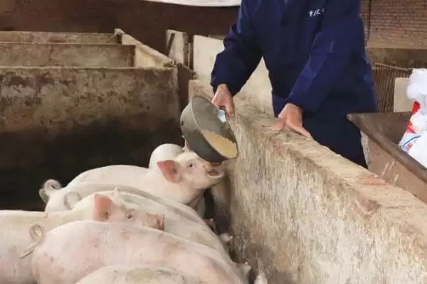 图片[2]-养猪喂食促进生长方法及饲料搭配(养猪喂什么食长得快及饲料搭配)？-会东网