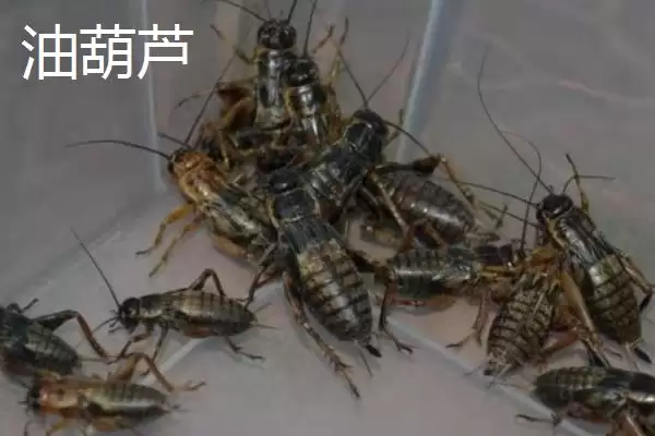 图片[5]-蟋蟀常见品种介绍及中华等品种特点(蟋蟀常见品种及中华等品种特点)？-会东网