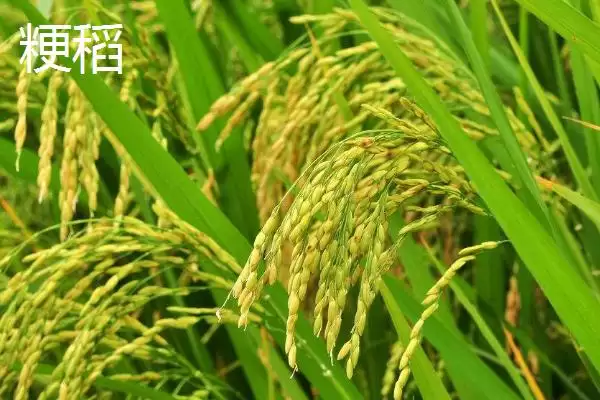 图片[3]-粳稻适宜种植海拔上限情况(粳稻适宜的种植海拔上限是多少，适宜种植海拔为1800米以上)？-会东网