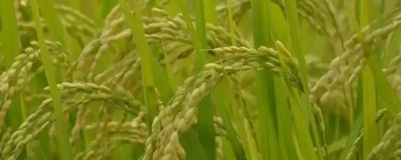 稻米生产国排名前十的国家有这些(稻米生产国排名有何情况)?-会东网